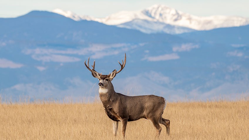 6 Tips for Hunting Public-Land Mule Deer